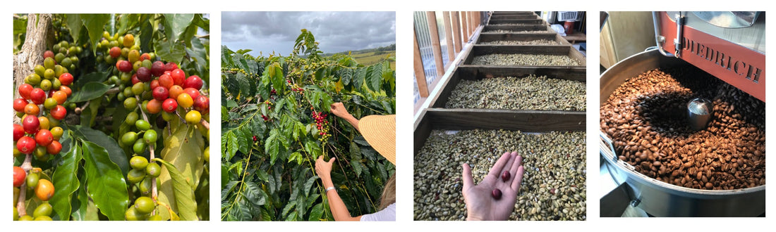 caramel pic of coffee process from tree to roast