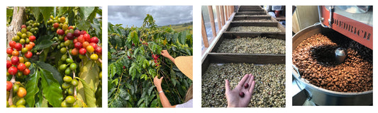 caramel pic of coffee process from tree to roast