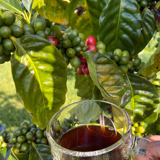 cup of coffee by coffee tree