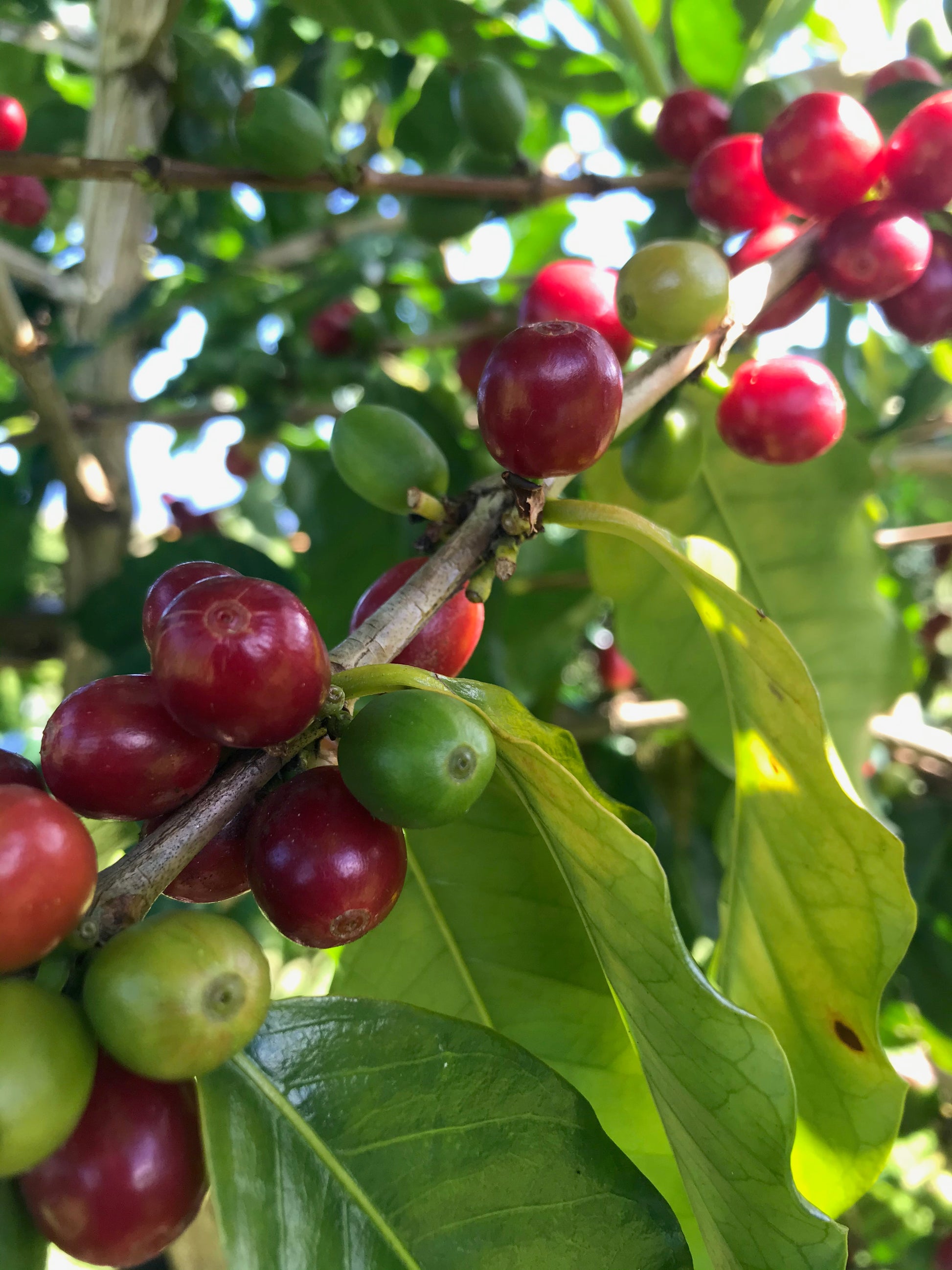 Coffee cherries on tree at Hog Heaven Coffee farm