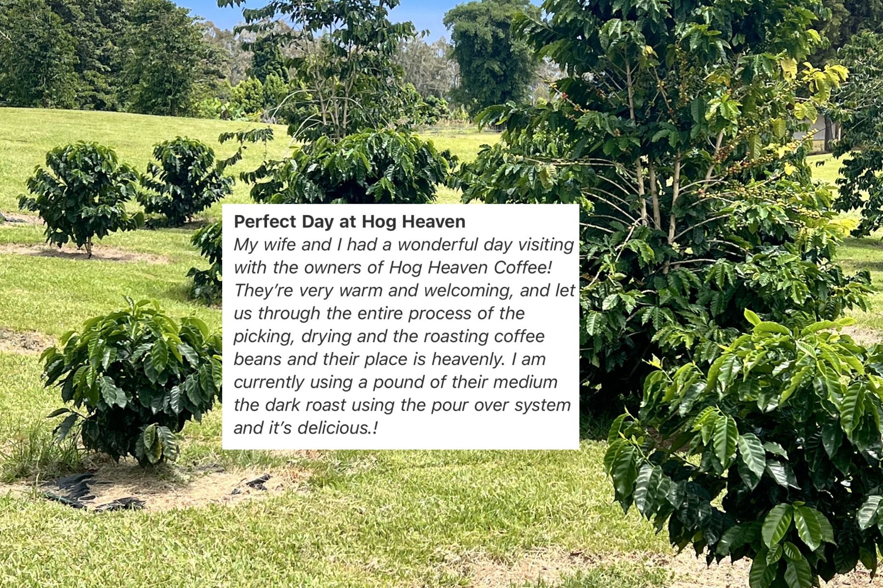 Perfect Day at Hog Heaven testimonial