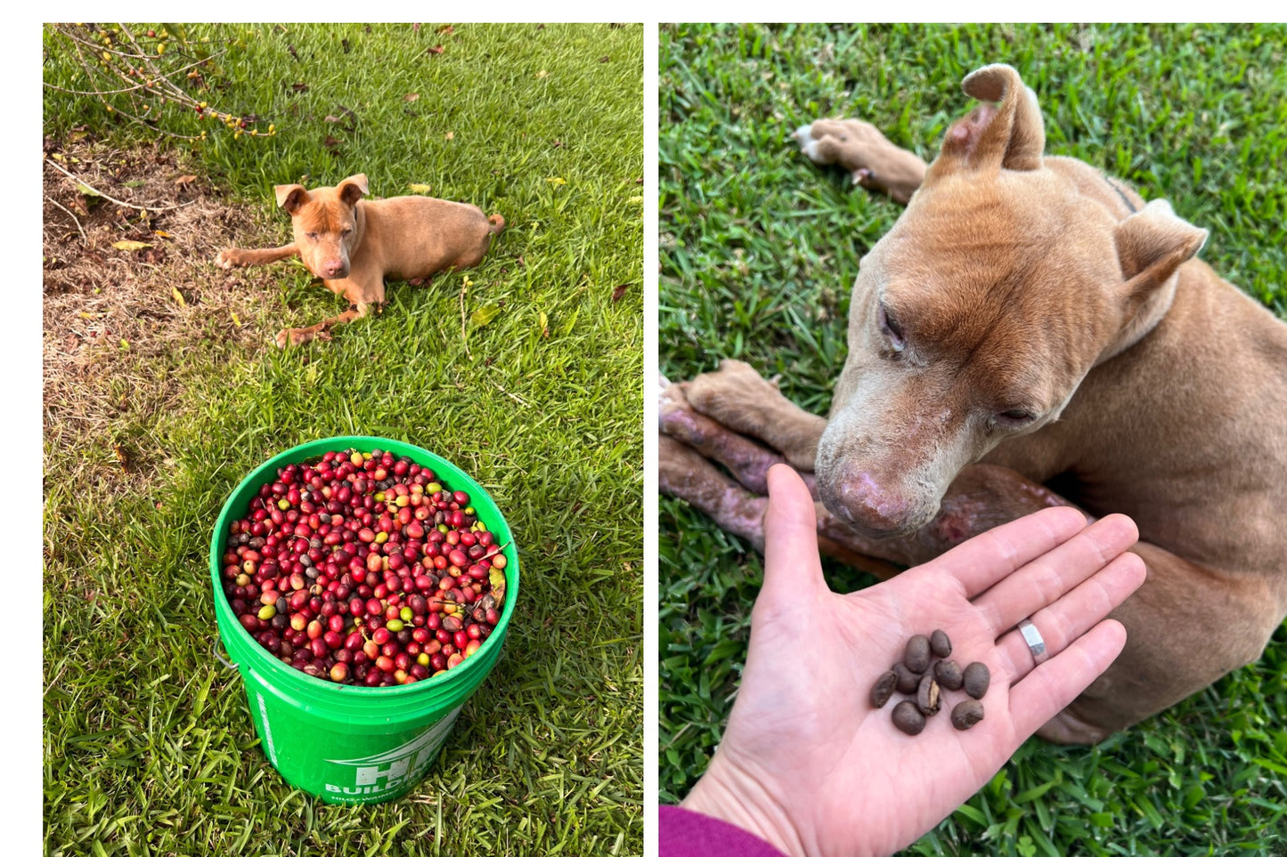 Two images: one of a Hazel, coffee farm princess dog lying on grass next to a bucket of red coffee cherries, and another of same dog admiring roasted beans on person's hand.
