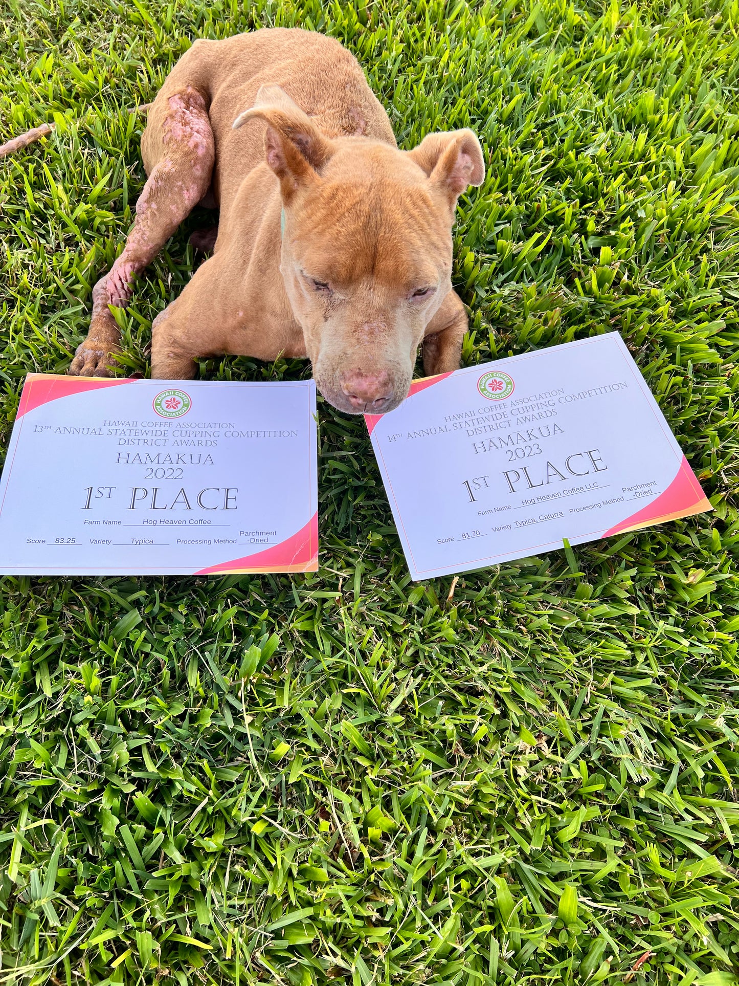 Dog (Hazel, the coffee princess) posing with first place certificate for Hog Heaven Coffee which won for its Hāmākua district