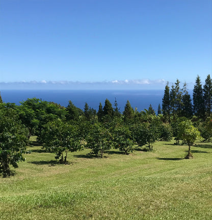 image of Hog Heaven Coffee farm overlooking pacific ocean