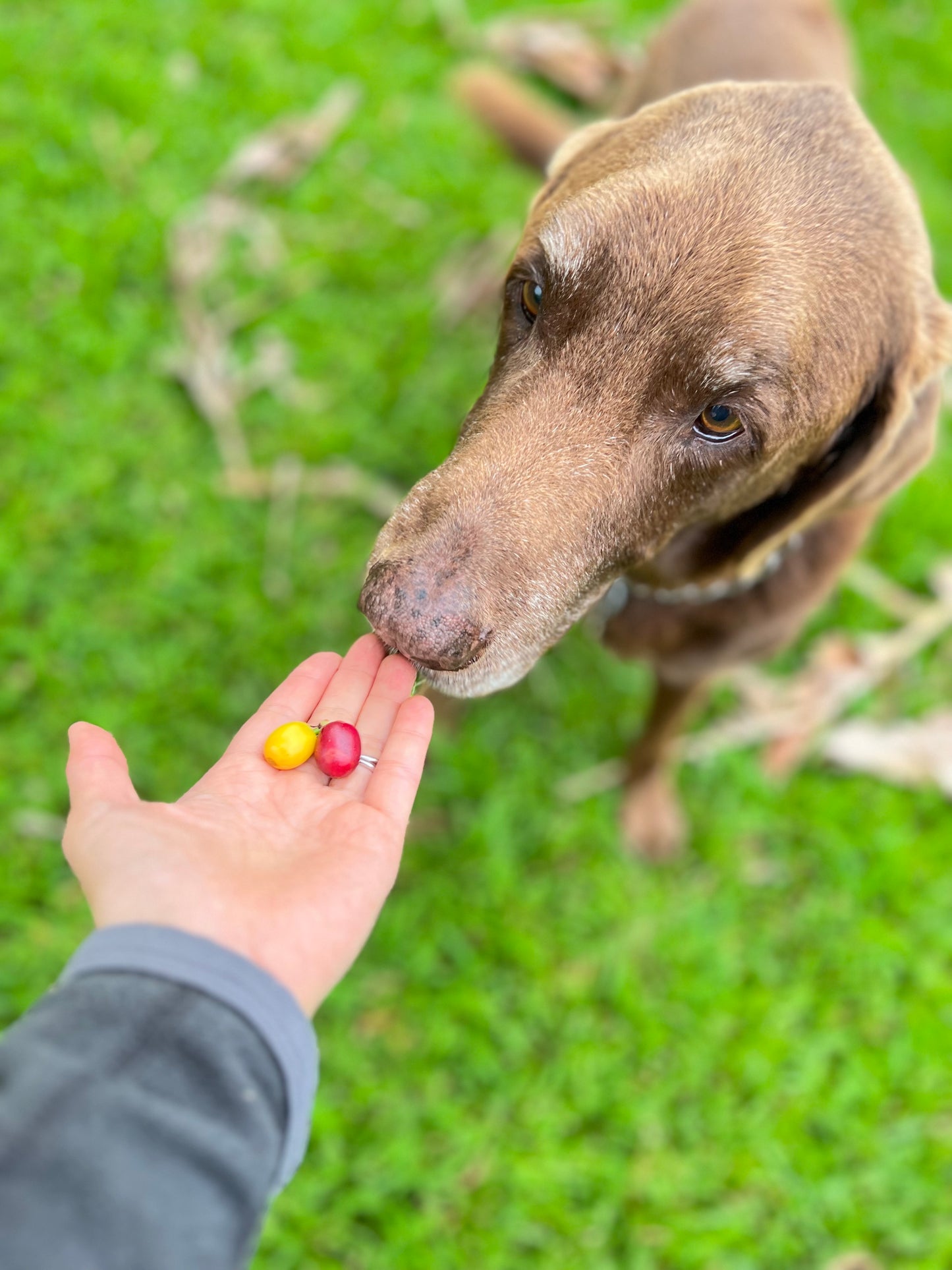 Chocolate Lab dog eyeing coffee cherries both red and yellow colored at Hog Heaven Coffee farm