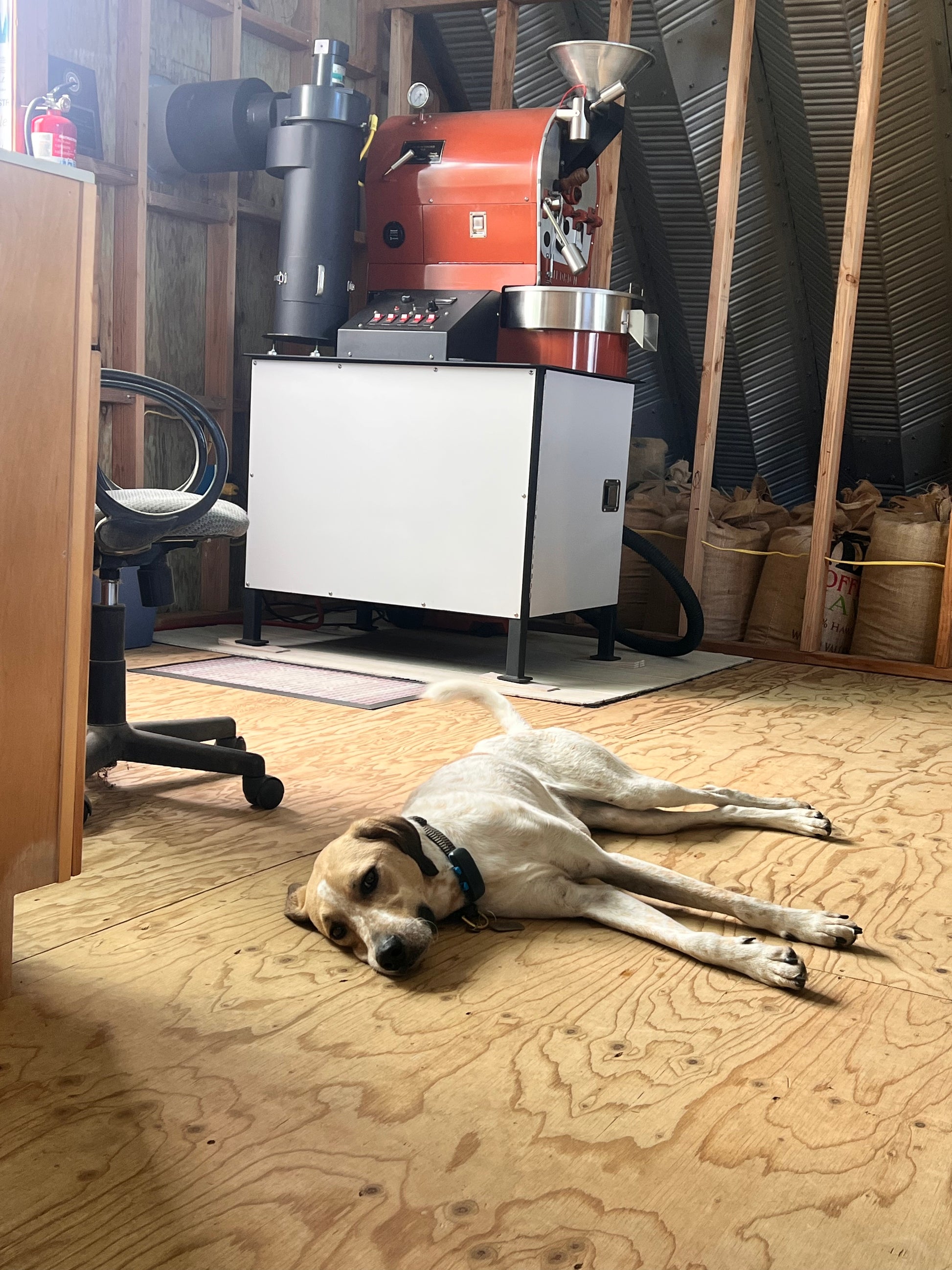 Dog lying on the floor in a room with a coffee roasting machine at Hog Heaven Coffee farm