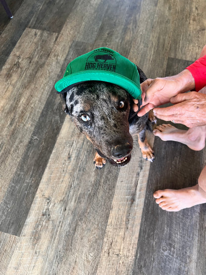 Dog wearing Hog Heaven Coffee hat  green color looking up a