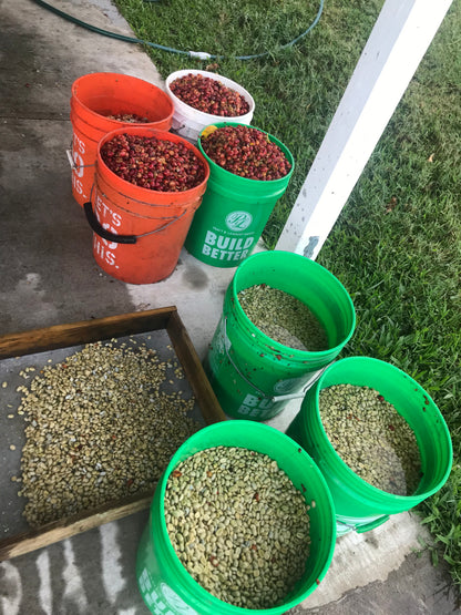 images of coffee processing Green and orange buckets filled with coffee pulp and washed coffee parchment