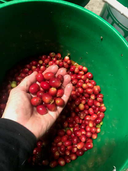 Hand holding red berries over a green bucket filled with more berries
