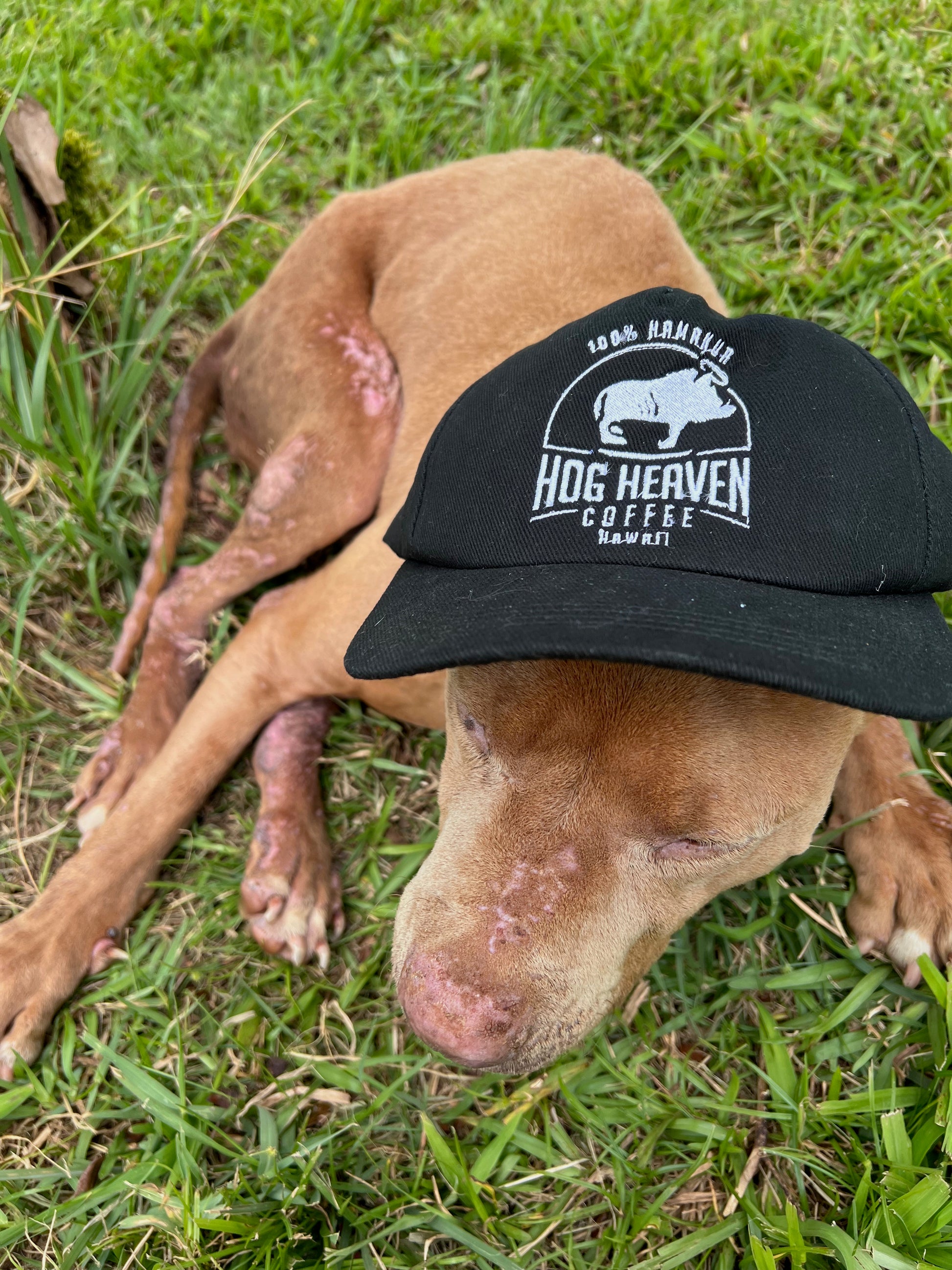 image of dog wearing Hog Heaven Coffee hat black color